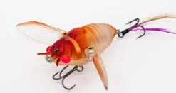 Chasebaits Ripple Cicada 1 3/4 Inch Wakebait Crawler 14 Chasebaits Ripple Cicada 1 3/4 Inch Wakebait Crawler -Fishing Equipment Store 32233146941529