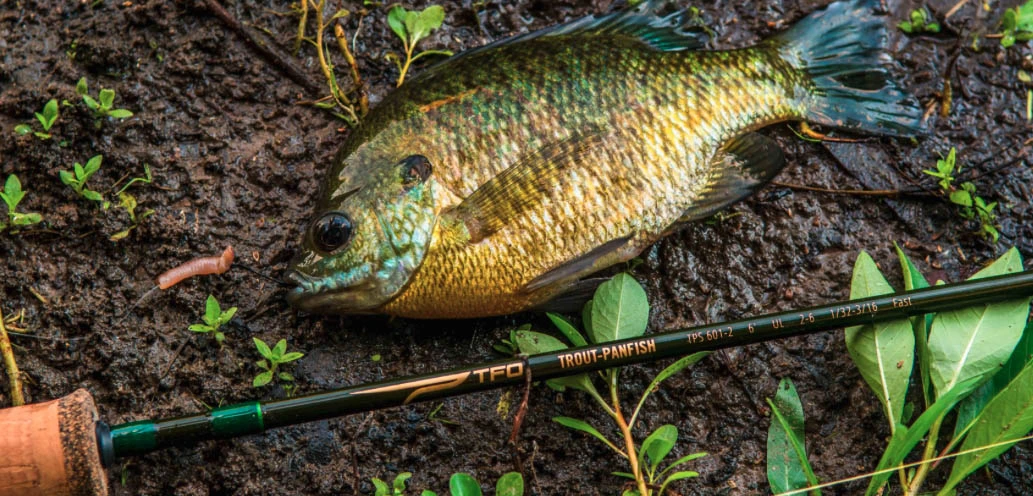 Temple Fork Outfitters Trout-Panfish Spinning Rods 8 Temple Fork Outfitters Trout-Panfish Spinning Rods - Image 6